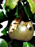 [picture: Waspy pear]