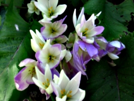 [picture: Purple-white flowers with yellow bits]