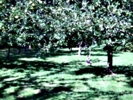 [picture: Apple Orchard]