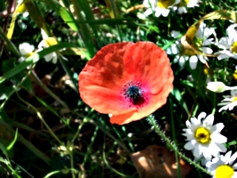 [picture: Poppy]