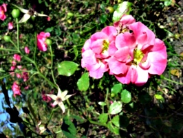 [picture: English Rose]