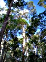 [picture: Australian trees 2]