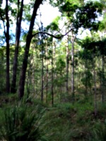 [picture: Australian trees 3]