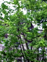 [picture: Trees and Dutch building]