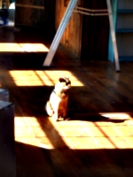 [picture: Marzipan the cat in the sun 1]