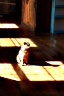 [picture: Marzipan the cat in the sun 2]