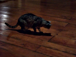 [picture: Cosmos the cat hunts a moth]