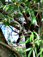 [picture: Deer skulls in the willow tree 2]