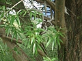 [Picture: Deer skulls in the willow tree 1]