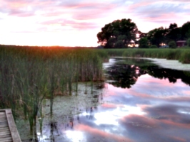 [picture: Lake Ontario Reeds at Sunset]