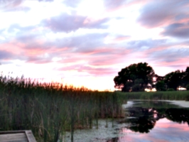 [picture: Lake Ontario Reeds at Sunset 2]