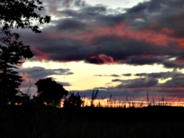 [picture: Lake Ontario Reeds at Sunset 4]