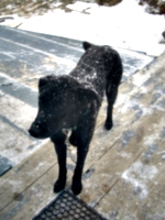 [picture: Rueben the Dog in the Snow 2]