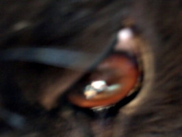 [picture: Devil dog eye]