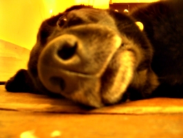 [picture: Dog nose 3]