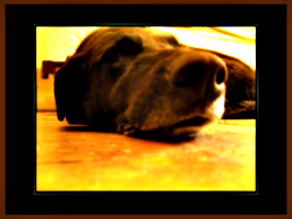 [picture: Dog nose 6: Morose Dog]