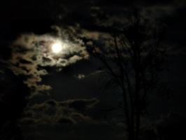 [picture: Moons, Clouds, Tree 2]