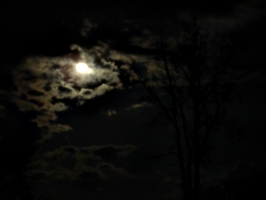 [picture: Moons, Clouds, Tree 3]