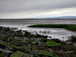 [picture: Marshy inlet 2]