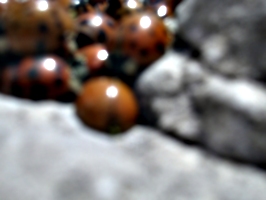 [picture: Ladybirds 3]