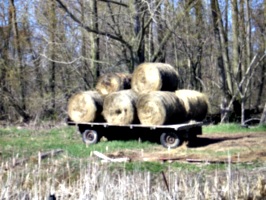 [picture: Hay cart]