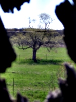 [picture: Tree from barn]