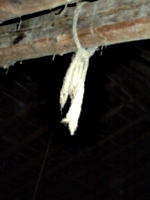 [picture: Rope in the barn 3]