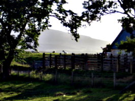 [picture: Sheep in the early evening sun]