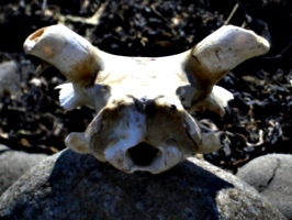 [picture: Sheep skull]