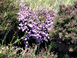 [picture: Pink heather]