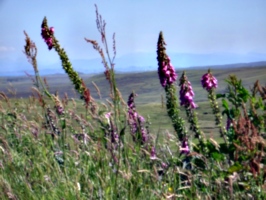 [picture: Wild hollyhocks]