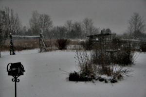 [picture: Snow in the Garden 3]