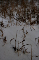 [picture: Dry grass in snow]