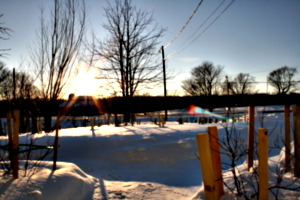 [picture: Landscape of Winter Trees 1]