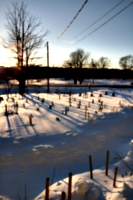 [picture: Landscape of Winter Trees 2]