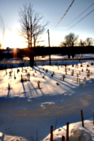 [picture: Landscape of Winter Trees 3]