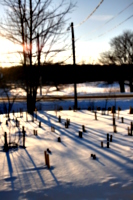 [picture: Landscape of Winter Trees 5]