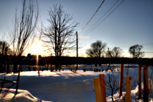 [picture: Landscape of Winter Trees 6]