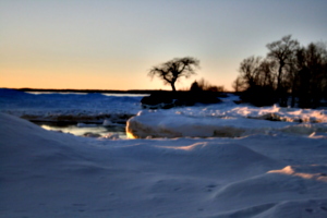 [picture: Point Petre Tree in Winter 1]