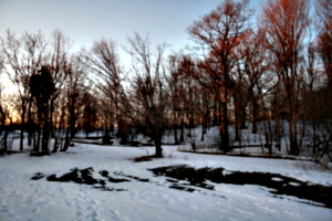 [picture: Evening Winter Trees 2]