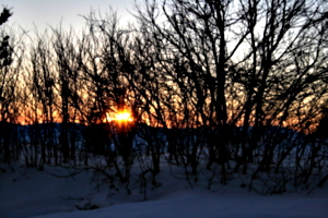 [picture: Evening Winter Trees 3]