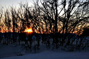 [picture: Evening Winter Trees 4]