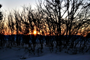 [picture: Evening Winter Trees 5]