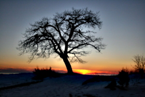 [picture: Point Petre Tree at Sunset]