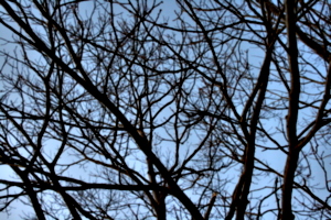 [picture: Looking up through the trees]