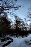 [picture: Winter forest with moon 2]