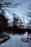 [picture: Winter forest with moon 3]