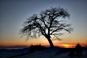 [picture: Point Petre Tree in Winter at Sunset 2]