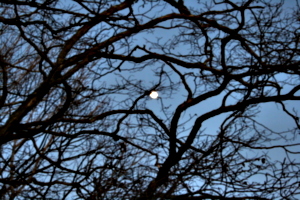 [picture: Full moon through the branches]