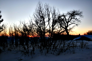 [picture: Winter sunset trees]